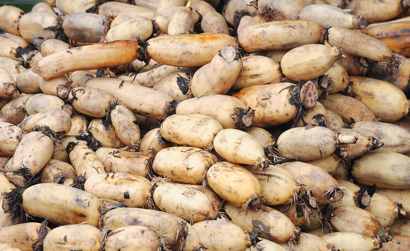 Lotus roots in pile