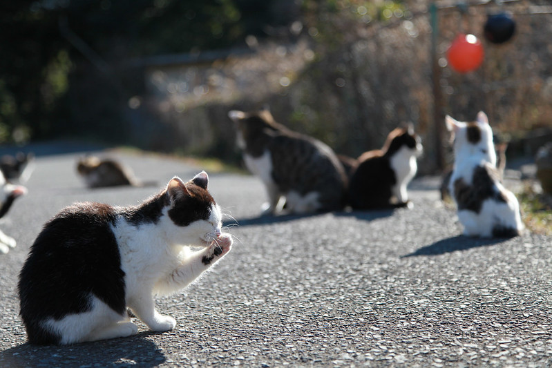 Cats in Tashirojima Island
