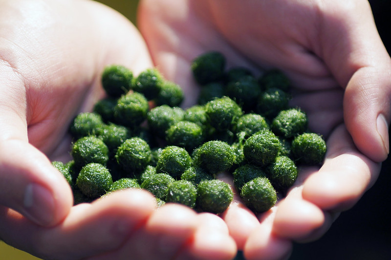 Marimo - Moss ball
