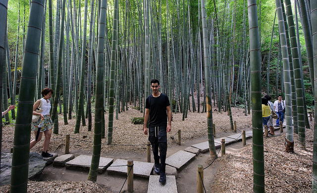 KCP students visit Hōkoku-ji's bamboo grove.