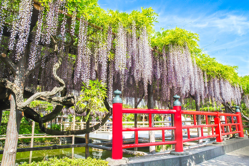 Wisteria trees at Kameido Tenjin Shrine