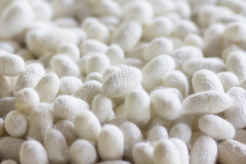 Silkworm cocoons