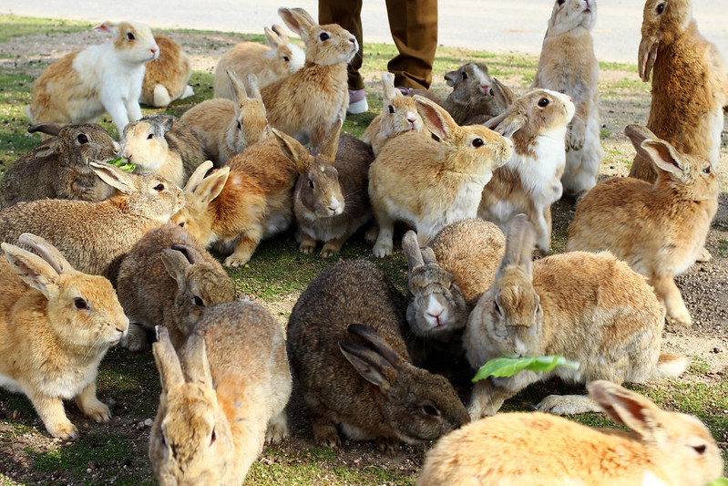 Rabbit Island