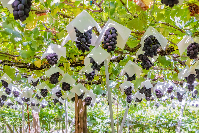 Kyoho grapes