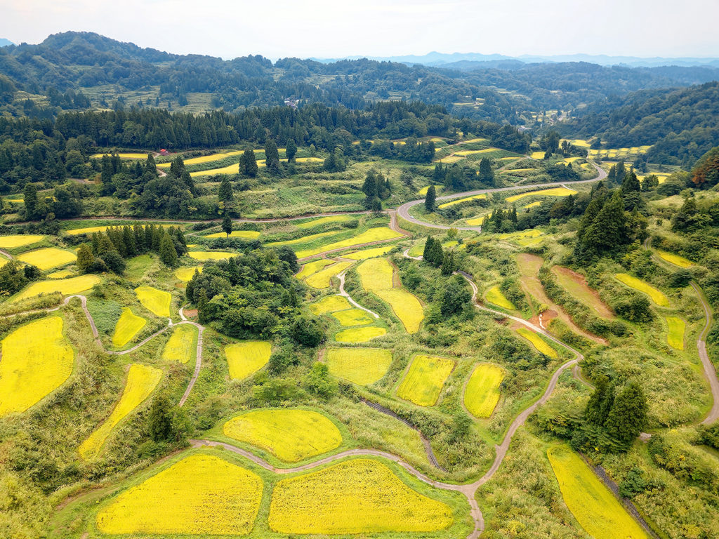 Niigata rice padies