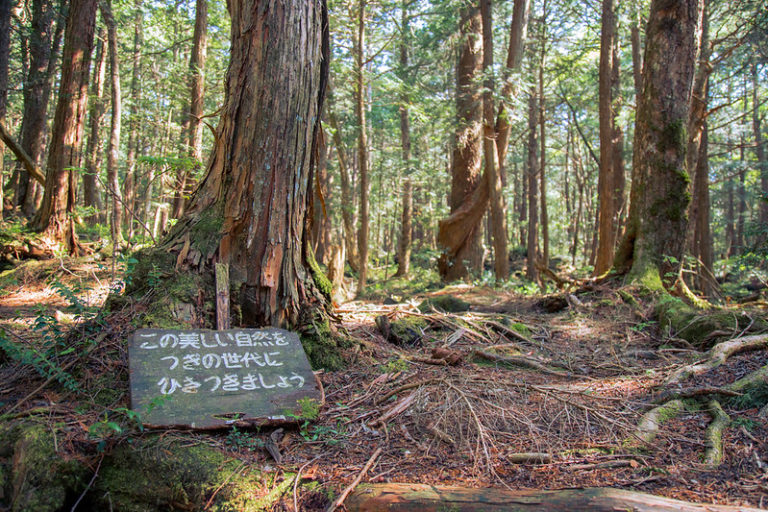 The Spirit Flow Of Aokigahara The Notorious Forest of Aokigahara | KCP International School