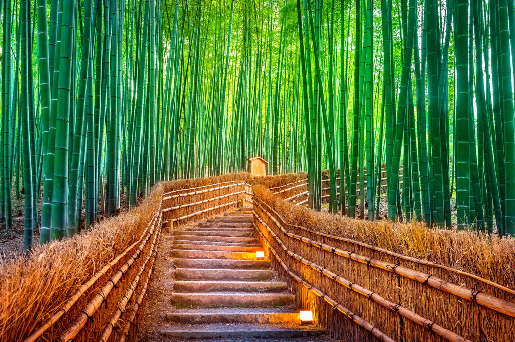 Bamboo forest in Kyoto